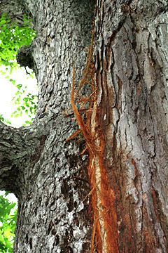 Lightning-scarred oak tree