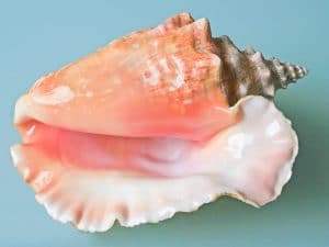 Queen conch shell