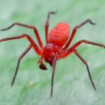 Red boxing spider