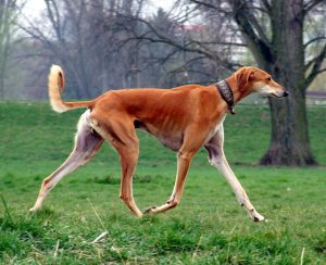 Saluki Persian Greyhound dog