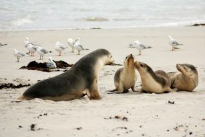 Sea lion family and seagulls on the beach