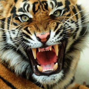 Tiger's teeth