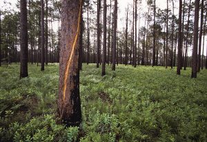 Tree scarred by lightning